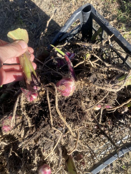 Кани клубні продам