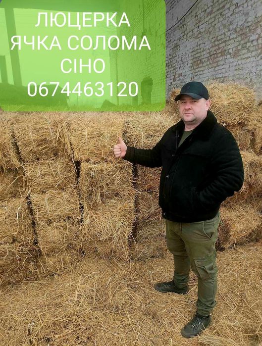 СІНО (Сено) лугове в тюках від Виробника! Початок нового сезону 2024р.