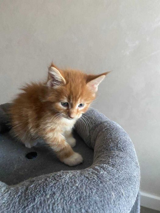 Кошенята Мейн-кун