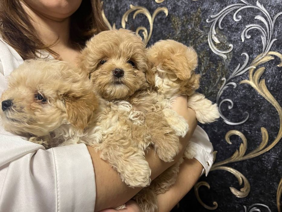 Мальтіпу Ф1 Наймиліше дітки модної дизайнерської породи