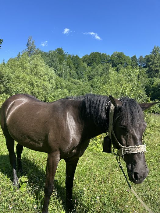 Продам молоду лошицу