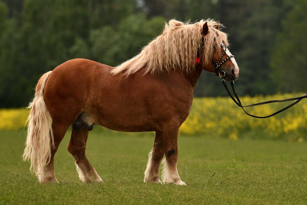 Ogier sokólski Stanówka/Zamienię/Sprzedam