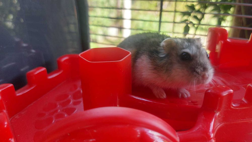 Gaiola com 2 andares