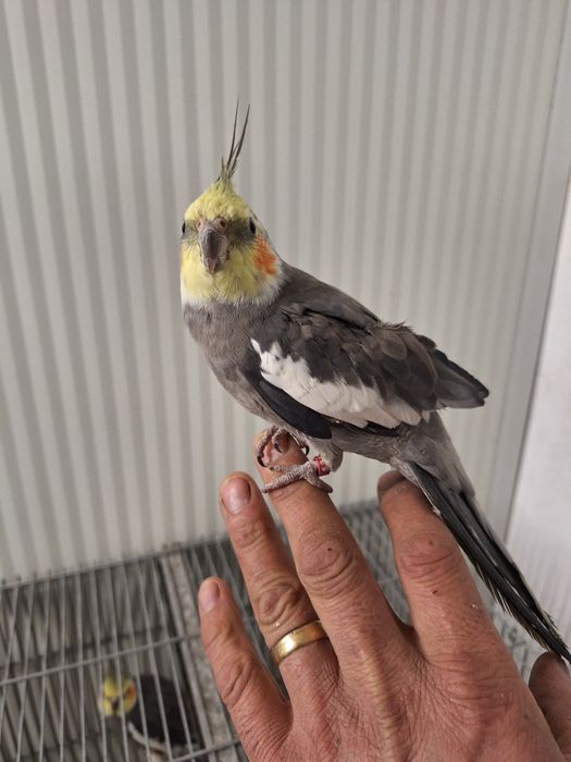 Cataturas  domisticadas