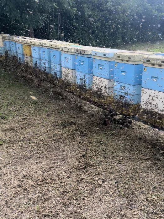 Miód pszczeli, matki pszczele,ule,pszczoły