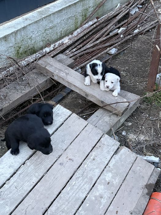 Віддамо цуценят собачок в добрі руки