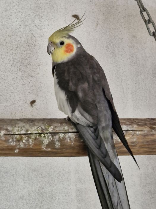 Caturras macho ( ler descrição )