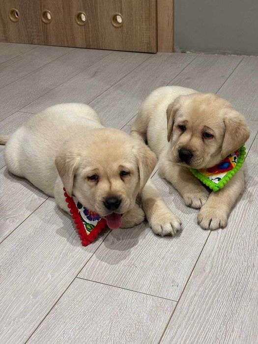 Labrador Retriever suczka biszkoptowa