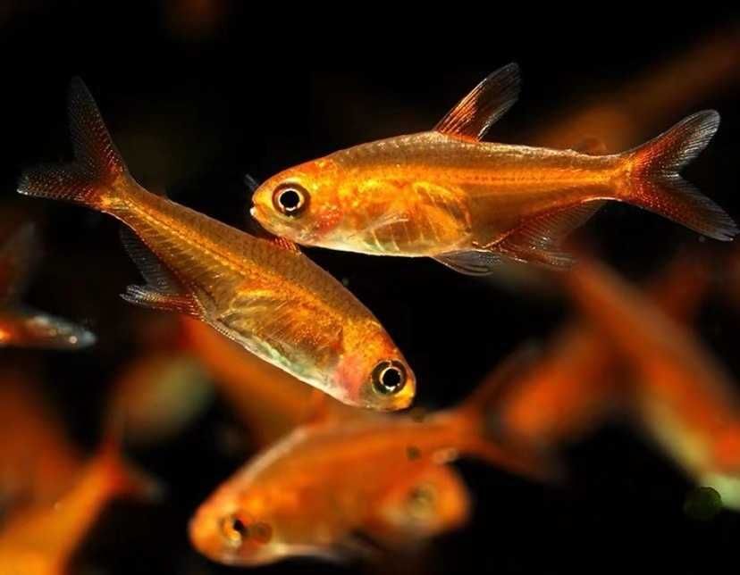 MISIEKZOO Kąsaczowate - Bystrzyk Amandy