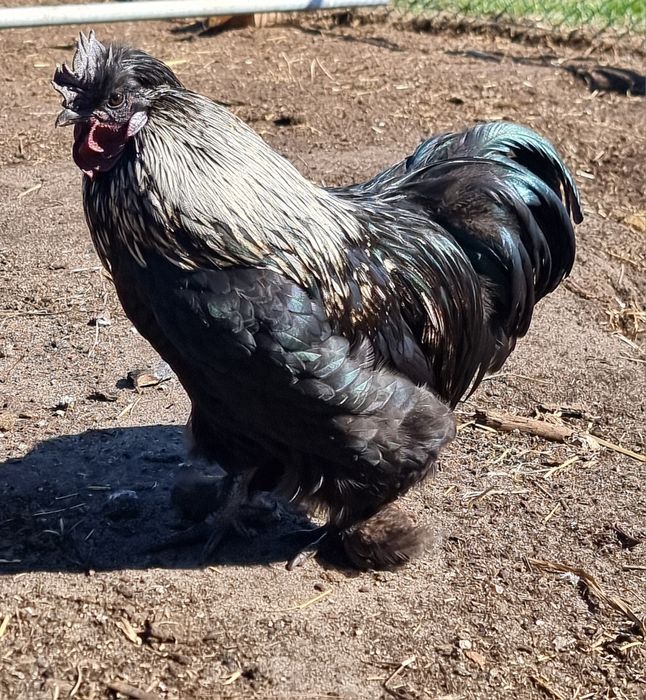 Młode koguty z 2025