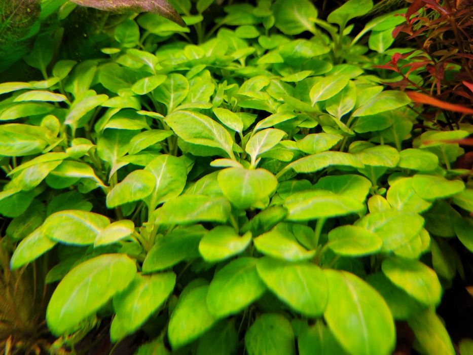 Lobelia cardinalis mini