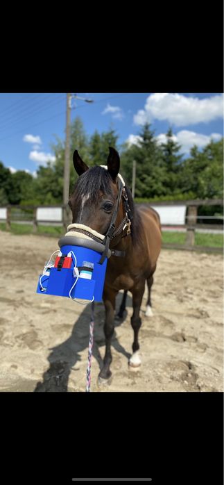 Zestaw do inhalacji dla koni klacz kantar ogłowie pony cob full