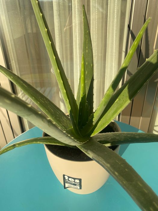 Aloé Vera biológico…xarope do cato