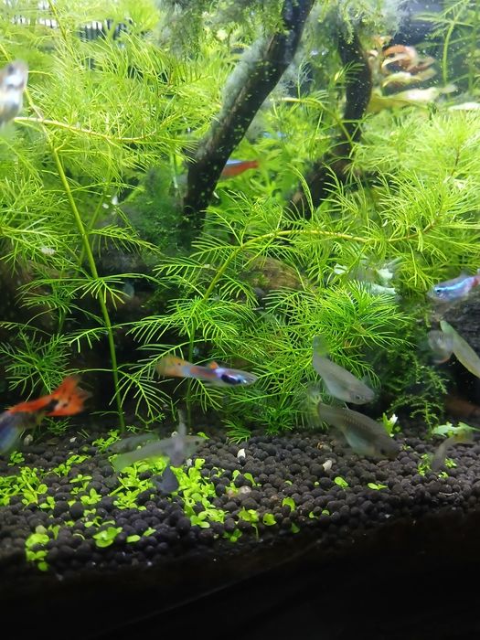 Guppys     Endler