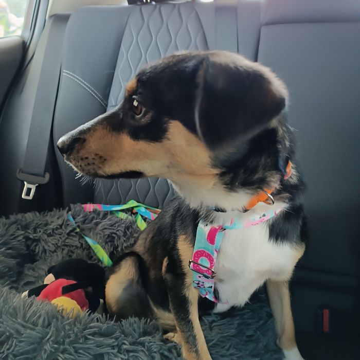 Tosia mała, młoda sunia do adopcji