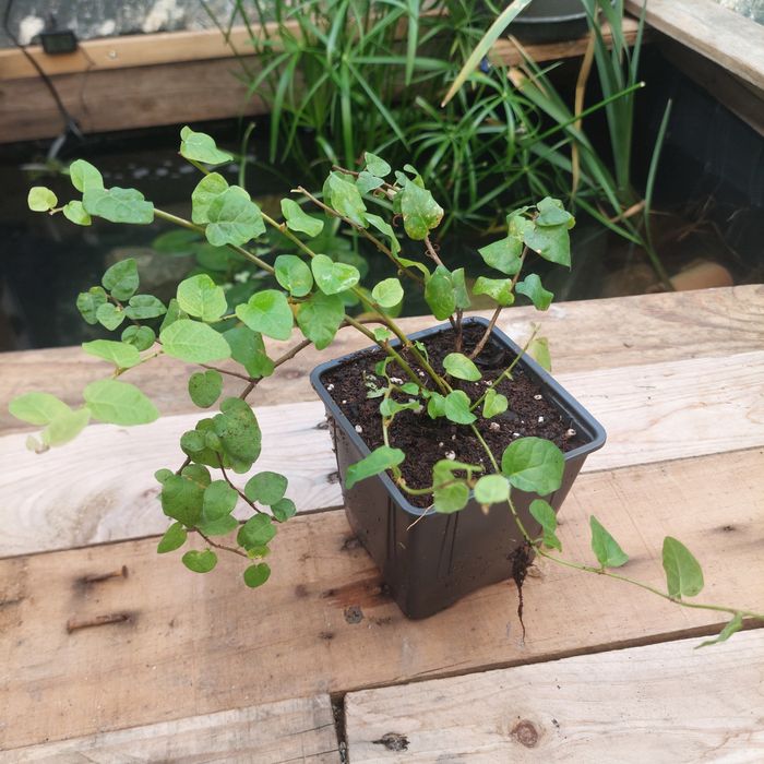 Plantas para terrarios