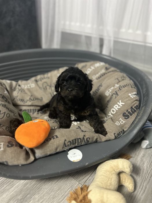 Хлопчик йоркопу