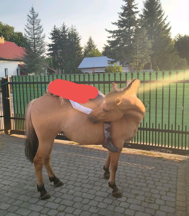 Piękna 4 letnia klacz na sprzedaż    (BARDZO PILNA SPRZEDAŻ!!)