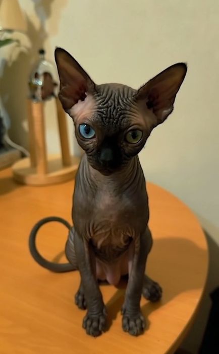 Кошенята від канадського сфінкса