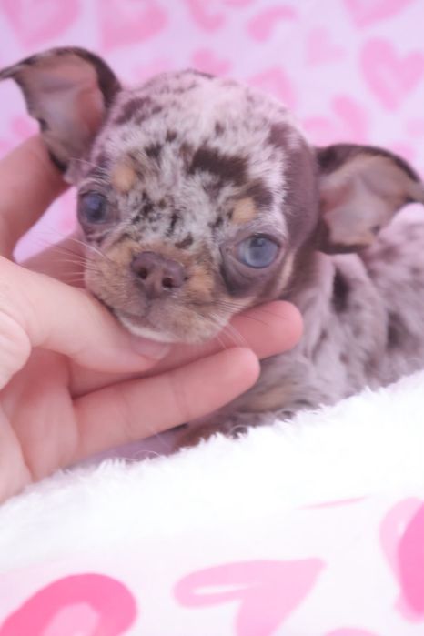 Chihuahua  Super Mini. Menino Chocolate Merle .Cabeça de maçã.Olhos azuis