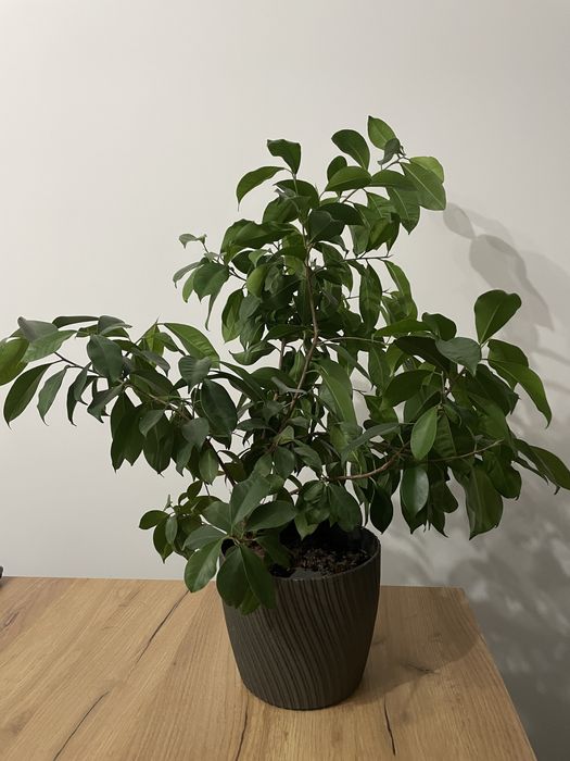 Kwiat doniczkowy Fikus benjamin