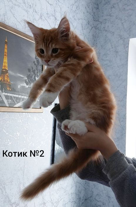 Котики Мейн-кун пухнасті подаруночки