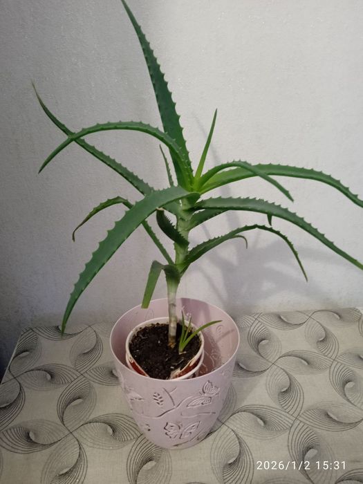 Продам вазончики алое