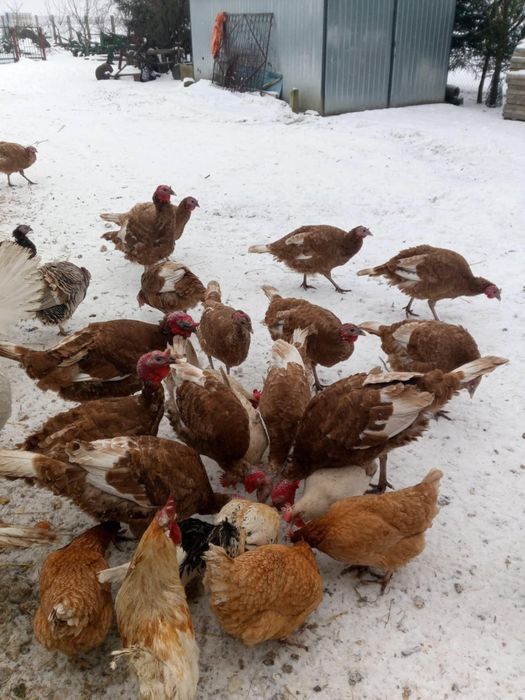 Sprzedam indyki i indyczki cena do 90 do 130zł za sztukę