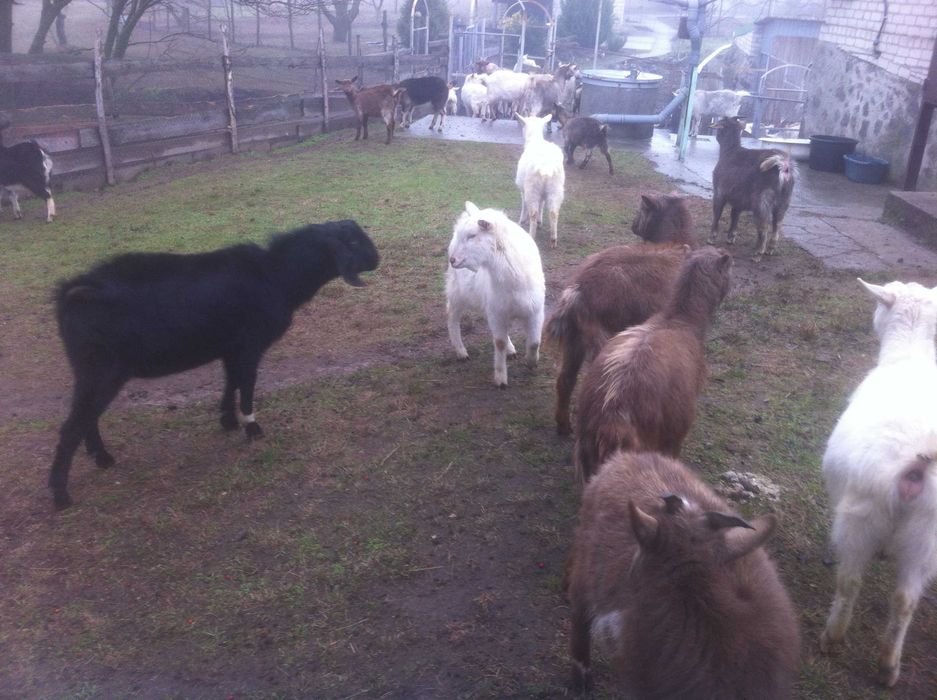 Козочки с 5-ю пород в одной. Заан. Альп. Ламанч. Туггенбур. Нуб.