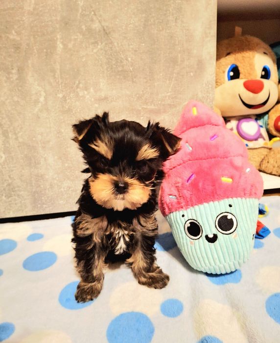Yorkshire Terrier mini 1,8kg  piękność FCI ZKwP