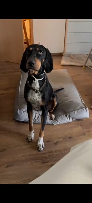 Oddam psa Myśliwskiego