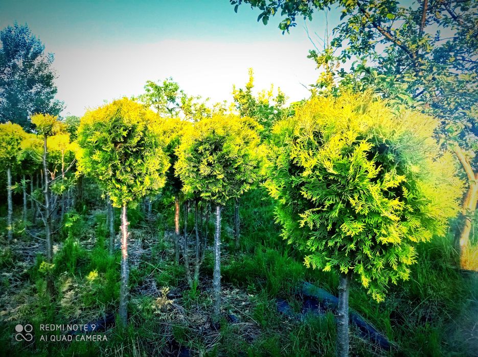 Tuja, tuje szmaragd 120-140 cm