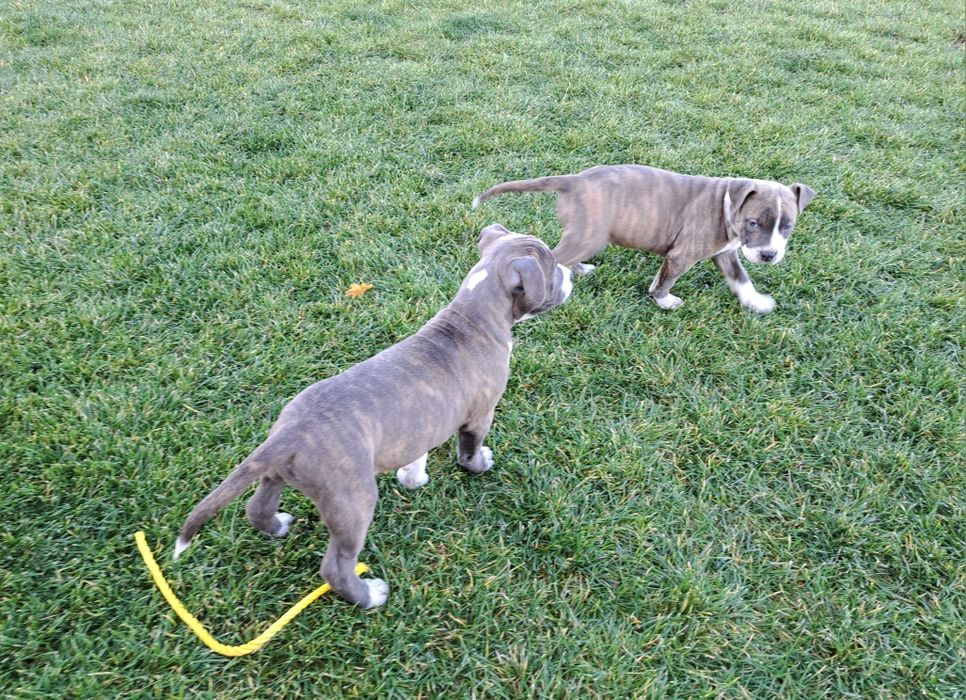 Amstaff   suczka