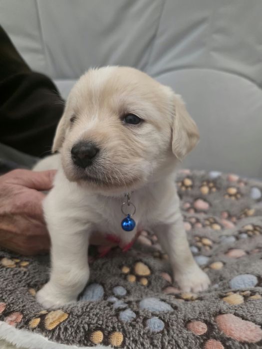 Pieski do adopcji-ZAREZERWOWANE