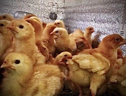 Бройлер Кобб-500, Мастергрей, Редбро, Іспанка, Геркулес