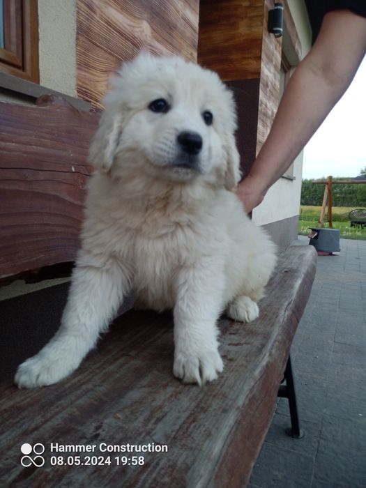 Owczarek podhalański