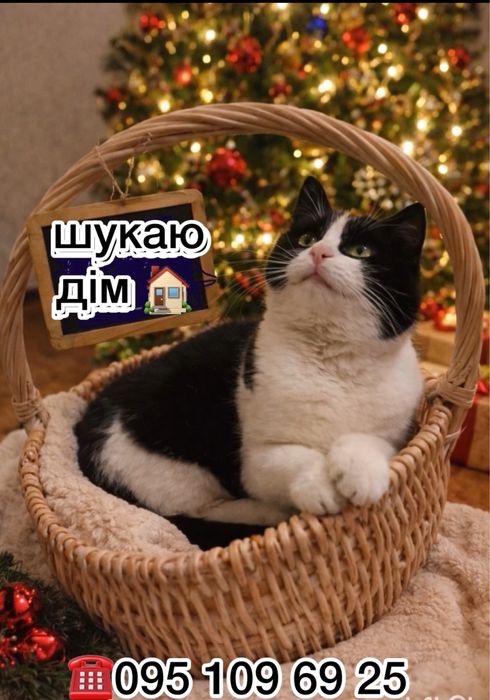 Молодий кіт шукає добрі руки