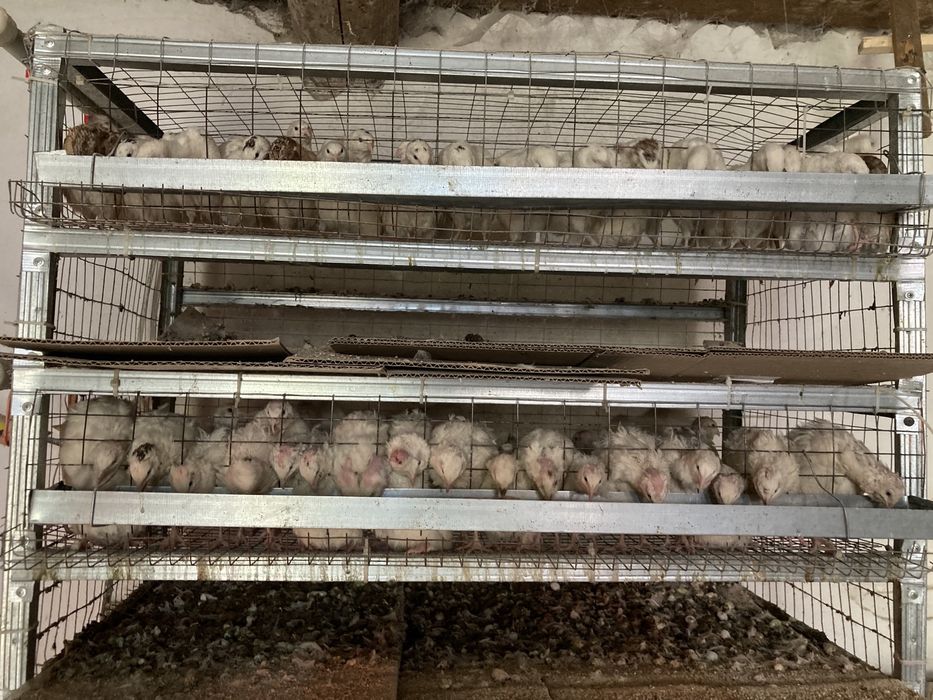 Перепилині інкубаційні і харчові яйця