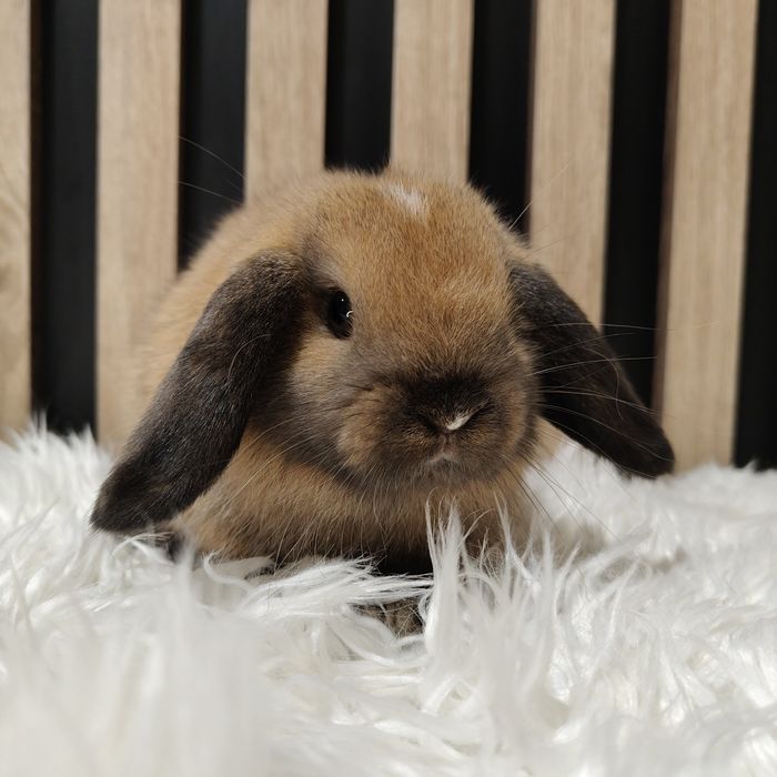 Mini Lop królik miniaturka domowy gotowy do odbioru