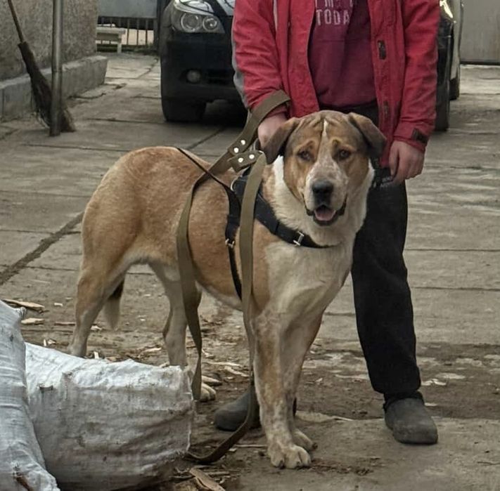 Віддам в добрі руки
