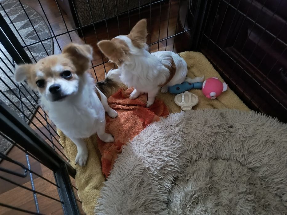 Chihuhahua piesek odchowany 15 miesięczny śliczny