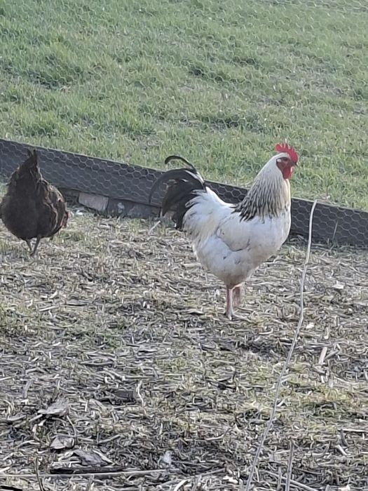 Koguty sussex roczne