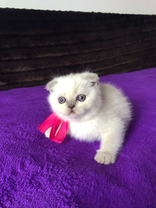 Fêmea Scottish Fold Lilac Point