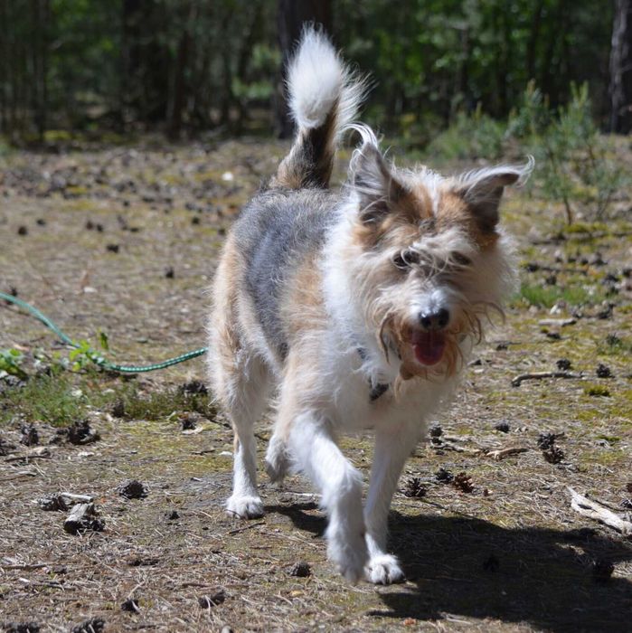 Kudłata Iskia szuka domu