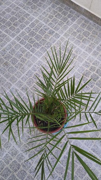 Vende-se Palmeiras em vaso