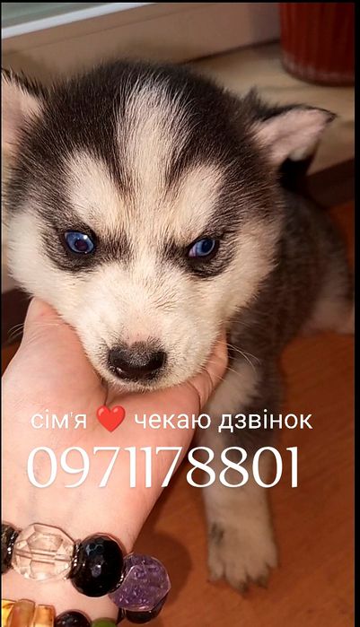 Весна блакитні очі для Вас