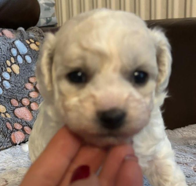 Szczenię Bichon Frise-metryka zkwp fci