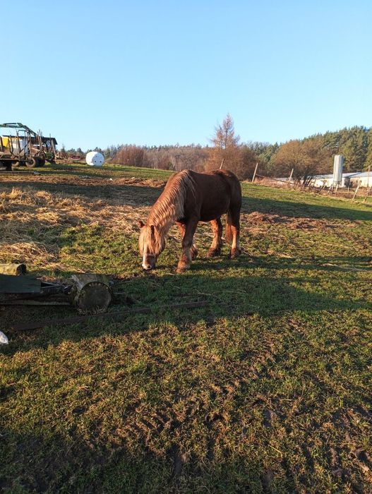 Sprzedam lub zamienię konia ogiera sztumskiego programowego