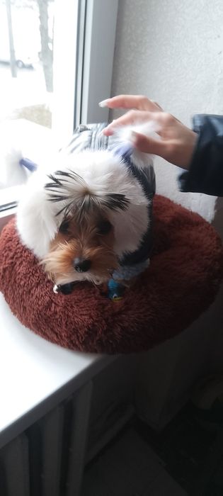 В'язка шукаю дівчинку для йорка