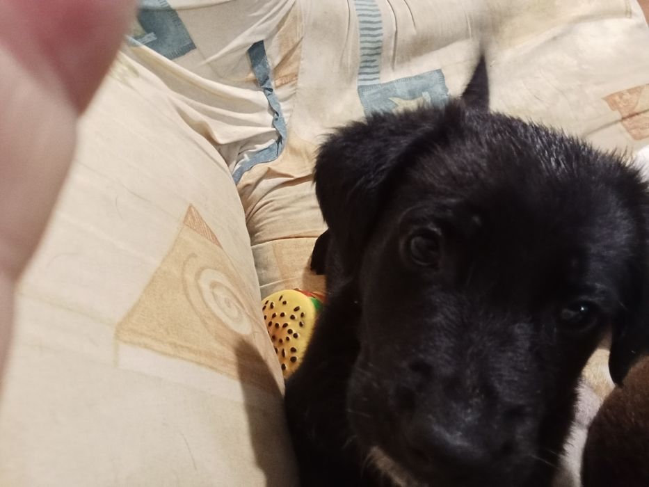 Doação de cachorrinho.